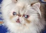 Barbara - Himalayan Cat For Sale - Gurnee, IL, US