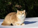 Wendetta - British Shorthair Cat For Sale - 