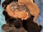 Maine Coon Kittens Sarasota - Maine Coon Kitten For Sale - 