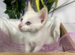 Flame Point Siamese - Siamese Kitten For Sale - Rockford, IL, US