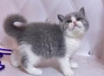 Kokos - British Shorthair Kitten For Sale - Los Angeles, CA, US