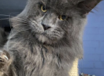 Dragon - Maine Coon Cat For Sale - Los Angeles, CA, US
