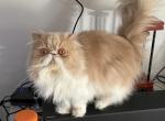 CFA and TICA Persians - Persian Kitten For Sale - Iron Station, NC, US