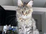 Kleopatra - Maine Coon Cat For Sale - 