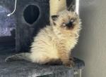 Litter B - Himalayan Kitten For Sale - 