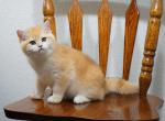 Shantaren Shakh Carl ny12 color - British Shorthair Kitten For Sale - San Francisco, CA, US