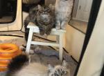 Silver Persian Chandelier Babies - Persian Kitten For Sale - Benbrook, TX, US