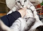 Snow Savannah very affectionate female - Savannah Kitten For Sale - 