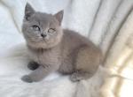 Blue British shorthair - British Shorthair Kitten For Sale - Athens, GA, US