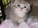 Bekki - Munchkin Kitten For Sale - Estacada, OR, US