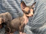 Piska's babies - Sphynx Kitten For Sale - Temecula, CA, US