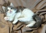 Julian - Ragdoll Kitten For Sale - Renton, WA, US