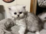 SKY Shaded Silver MALE Persian - Persian Kitten For Adoption - Farmington, MI, US