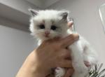 Bella - Ragdoll Kitten For Sale - Staten Island, NY, US