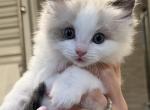 Coco - Ragdoll Kitten For Sale - Staten Island, NY, US