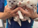 Marshmellow Seal Point Himalayan - Himalayan Kitten For Sale - Crawfordsville, IN, US