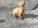 Stephan - Sphynx Kitten For Sale - 