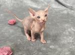 Alex - Sphynx Kitten For Sale - 