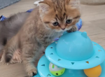 Orangey - Scottish Straight Kitten For Sale - Houston, TX, US