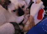Poppy - Devon Rex Kitten For Sale - Lynchburg, VA, US