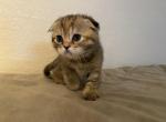 Majin Boo 1 - Scottish Fold Kitten For Sale - Denver, CO, US