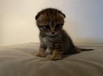 Majin Boo 2 - Scottish Fold Kitten For Sale - Denver, CO, US