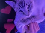RARE White Snow Lynx Bengal Blue eyed Female Queen - Bengal Kitten For Sale - 