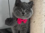 British shorthair Blue Female 9 weeks - British Shorthair Kitten For Sale - Clearwater, FL, US