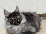 Bandit - Maine Coon Kitten For Sale - Brighton, CO, US