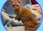 Percy - Munchkin Kitten For Sale - FL, US