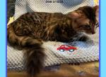 CASHMERE GENETTAS Long Hair Bengal Munchkin - Bengal Cat For Sale - FL, US