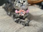 Camilla - Scottish Fold Kitten For Sale - North Richland Hills, TX, US