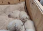 Siamese kitten - Siamese Kitten For Sale - 