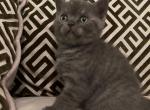 Lola - British Shorthair Kitten For Sale - Houston, TX, US