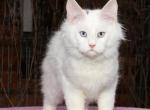 Ozone - Maine Coon Kitten For Sale - La Porte, IN, US