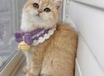 Golden shaded NY12 Girl - British Shorthair Kitten For Sale - Fontana, CA, US