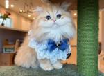 NY12 longhair Boy - British Shorthair Kitten For Sale - Fontana, CA, US