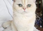 Liam - British Shorthair Cat For Sale - New York, NY, US