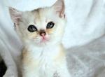 Penny - British Shorthair Kitten For Sale - New York, NY, US