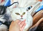 Amanda - British Shorthair Cat For Sale - New York, NY, US