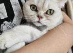 Diana - British Shorthair Kitten For Sale - New York, NY, US