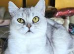 Lenny - British Shorthair Kitten For Sale - New York, NY, US