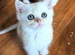 Bella - British Shorthair Kitten For Sale - New York, NY, US