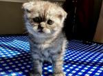 Scottish folded ears - Scottish Fold Kitten For Sale - OH, US
