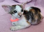 Kayla - Oriental Kitten For Sale - Pembroke Pines, FL, US