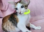 Kelly - Oriental Kitten For Sale - Pembroke Pines, FL, US