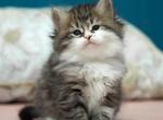 Girl 1 - Siberian Kitten For Sale - Brooklyn, NY, US