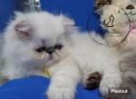 NC Persians baby - Himalayan Kitten For Sale - Fayetteville, NC, US