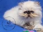 Chocolate point persian girl - Himalayan Kitten For Sale - Fayetteville, NC, US