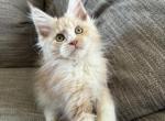 Scout AVAILABLE - Maine Coon Kitten For Sale - Chillicothe, MO, US